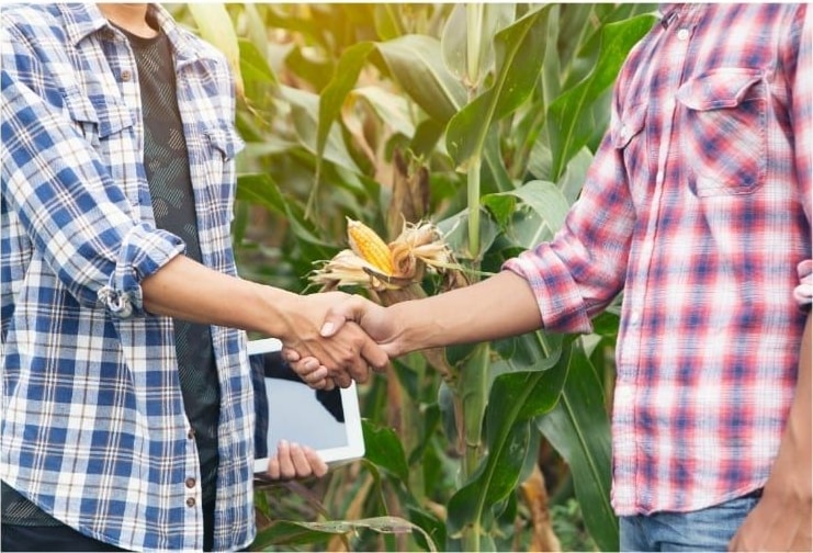 Dua orang berjabat tangan di ladang jagung