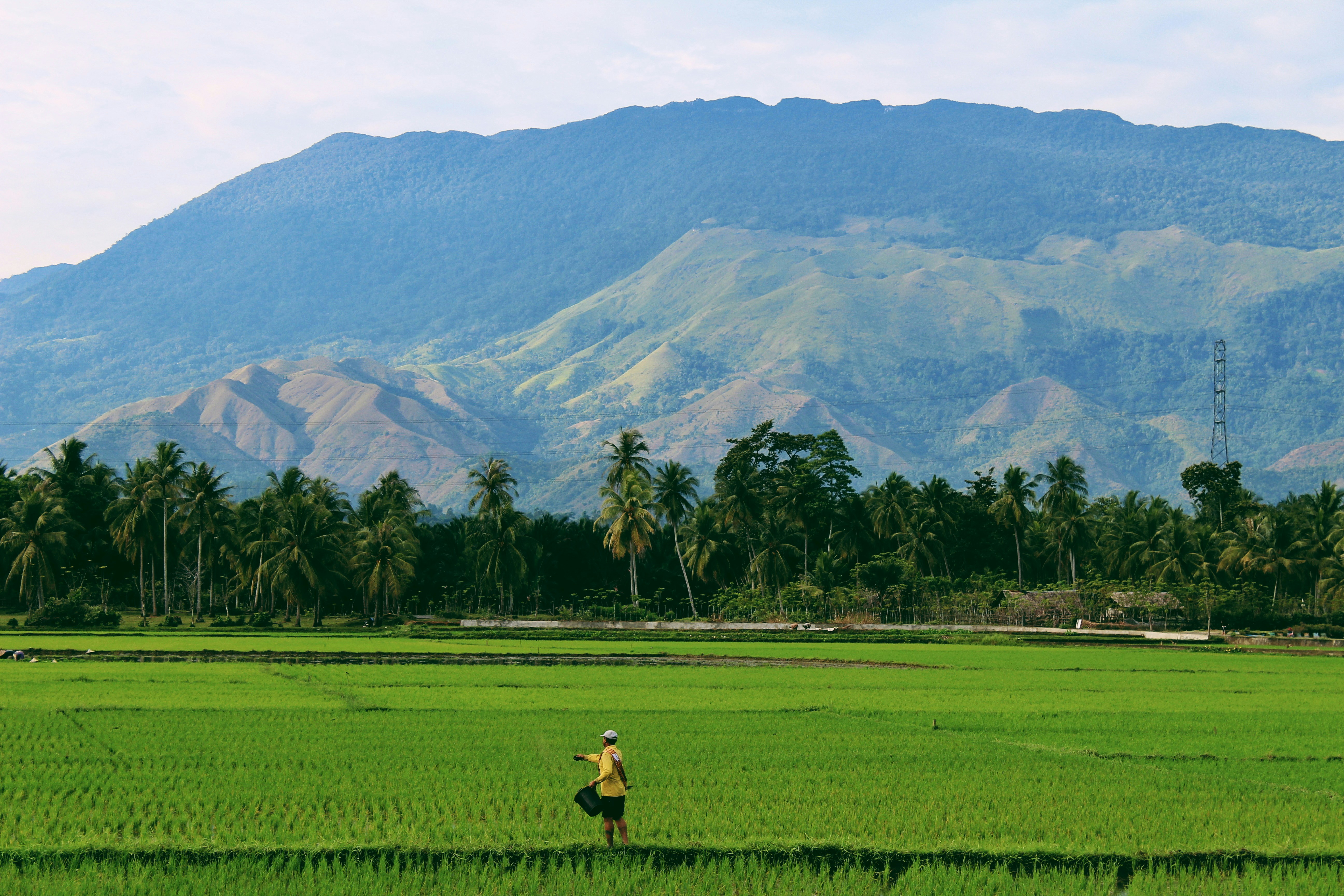 Petani memanen cabai di kebun